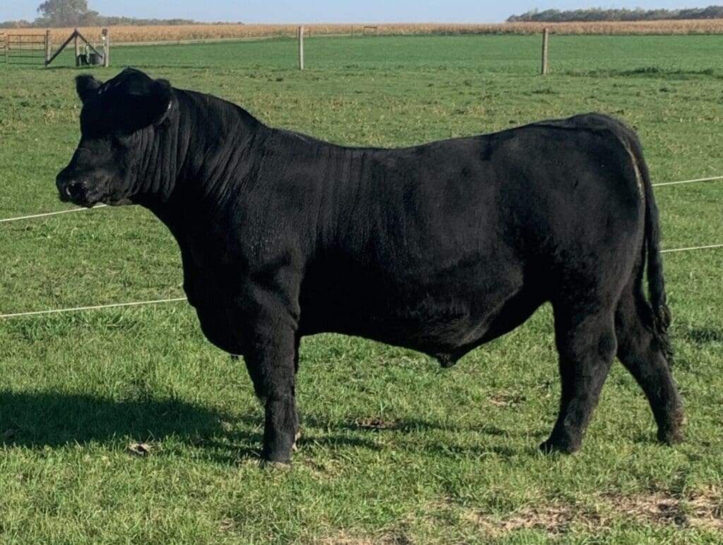 cattle weight gain supplement Stocked Up by Outlaw Nutrition helping beef cattle thrive